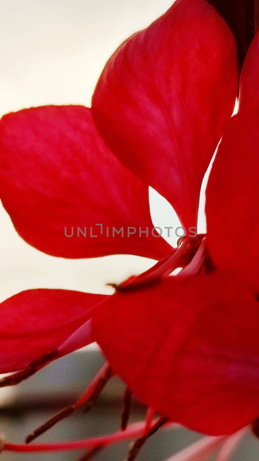 red scarlet petals flower, flora, botany plant. High quality photo