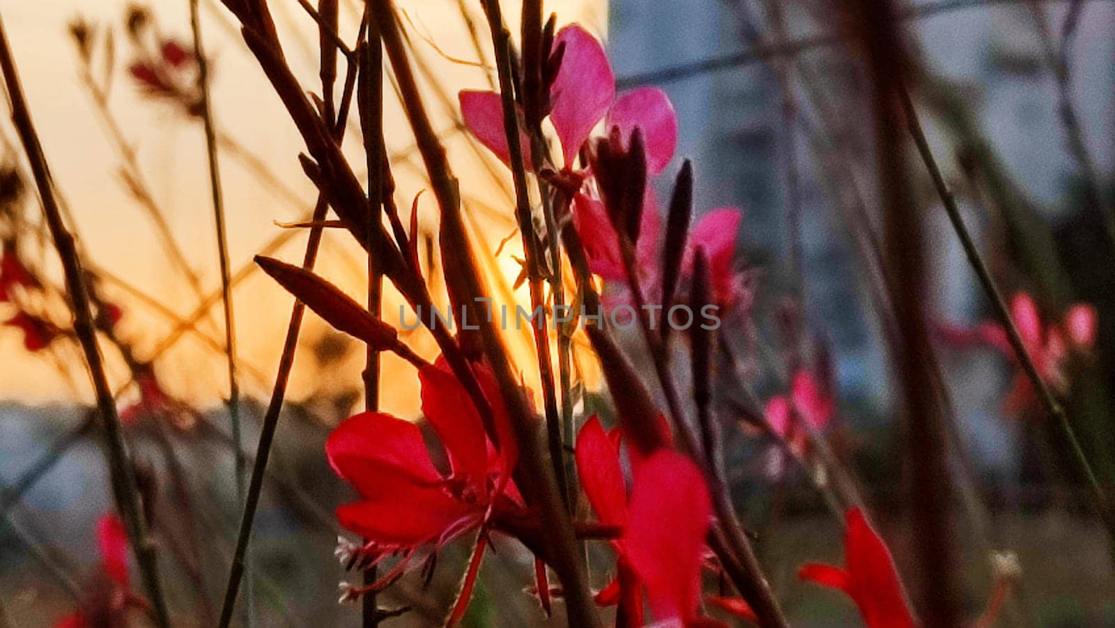red scarlet petals flower, flora, botany plant. High quality photo