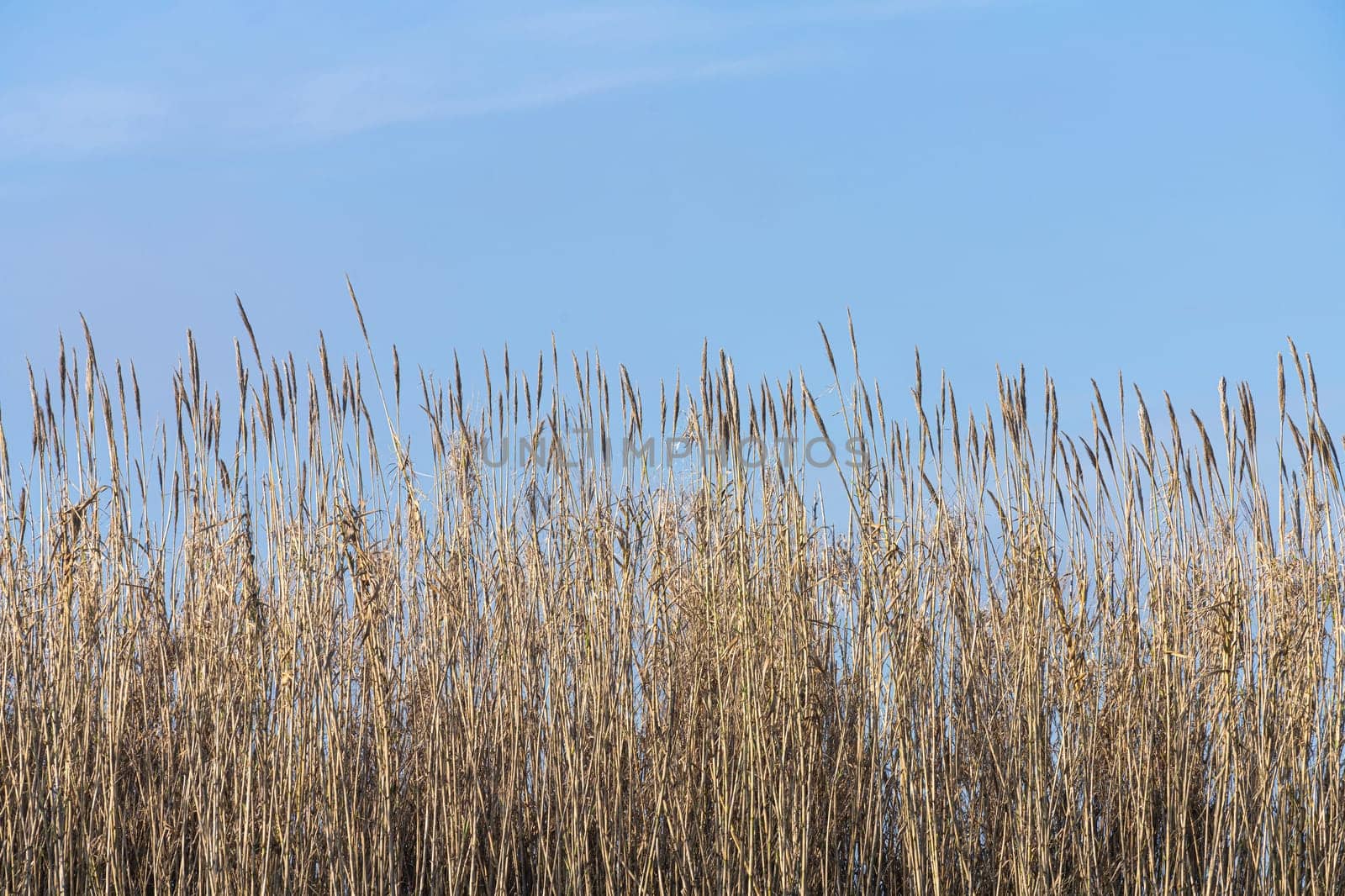 reed thicket by sergiodv