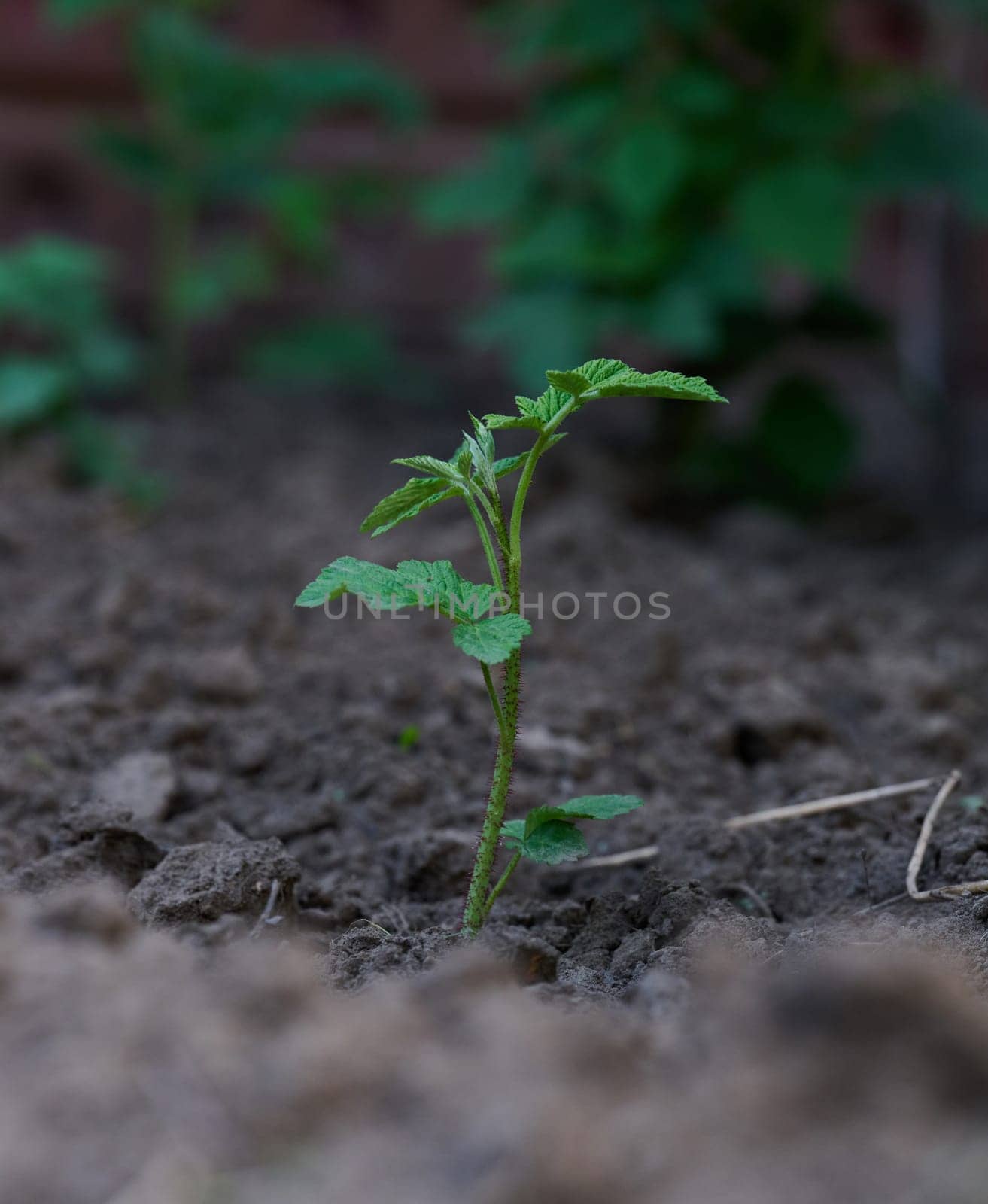 Young raspberry sprout with green leaves on the garden bed by ndanko