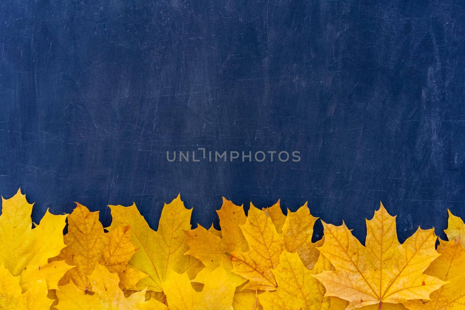 Autumn leaves frame on down side blue Chalkboard background top view Fall Border yellow maple Leaves vintage background table Mock up for your design. Display for product or text, Back to school.