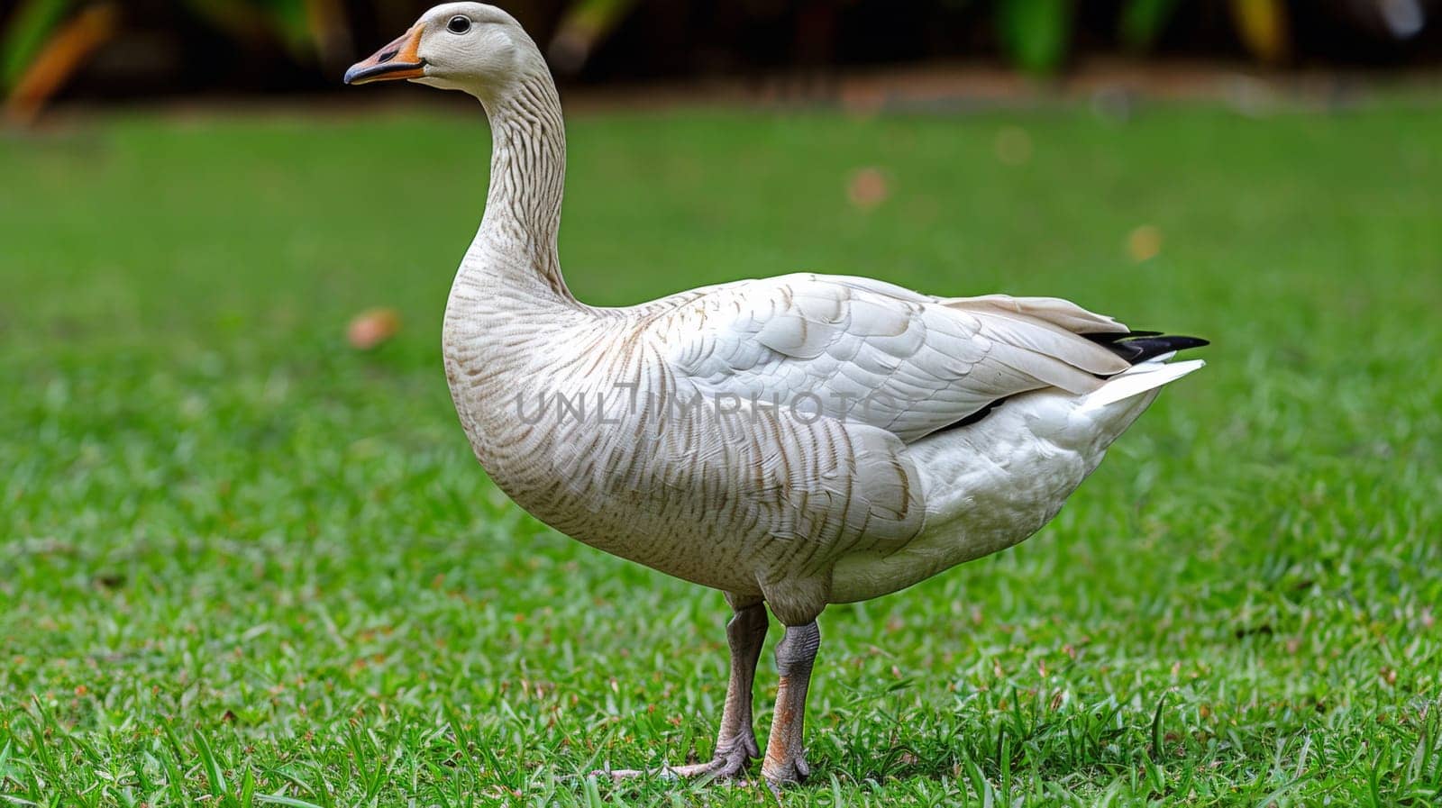 A white goose standing in a field of green grass, AI by starush