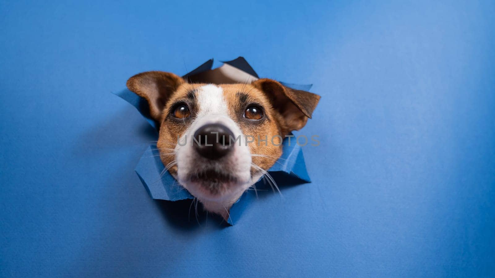 Funny dog jack russell terrier leans out of a hole in a paper blue background. by mrwed54