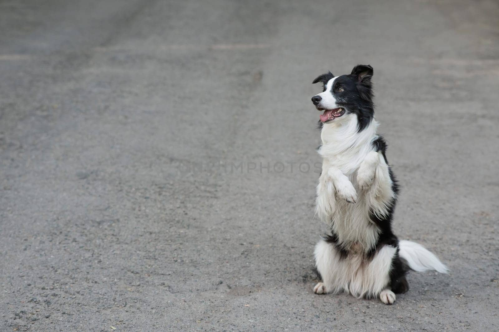 Border collie dog doing bunny exercise outdoors. by mrwed54