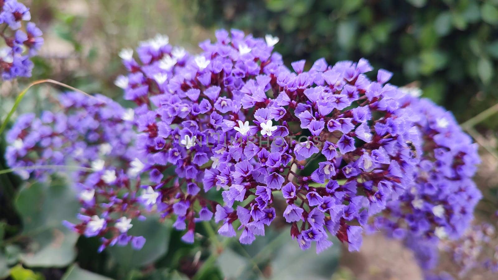 purple decorative flowers in the flowerbed, nature, spring, summer, botany. High quality photo