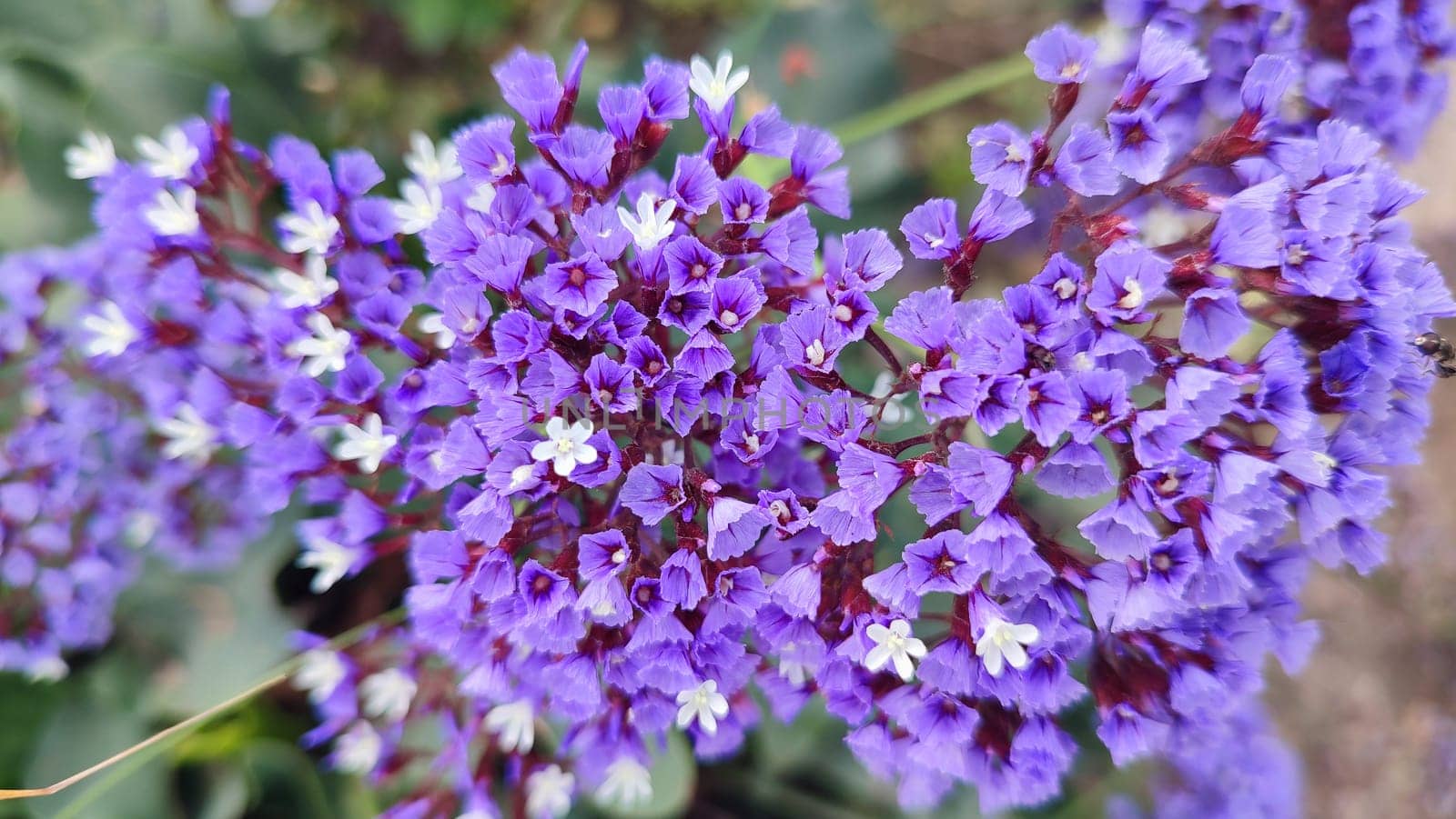 purple decorative flowers in the flowerbed, nature, spring, summer, botany. High quality photo