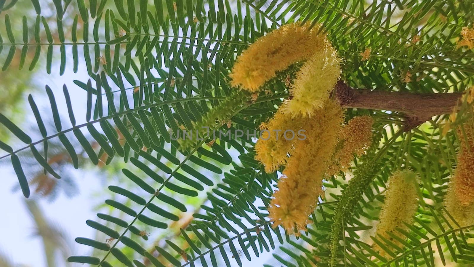 green leaves of a tree with yellow flowers, spring summer, botany, nature Asia. High quality photo