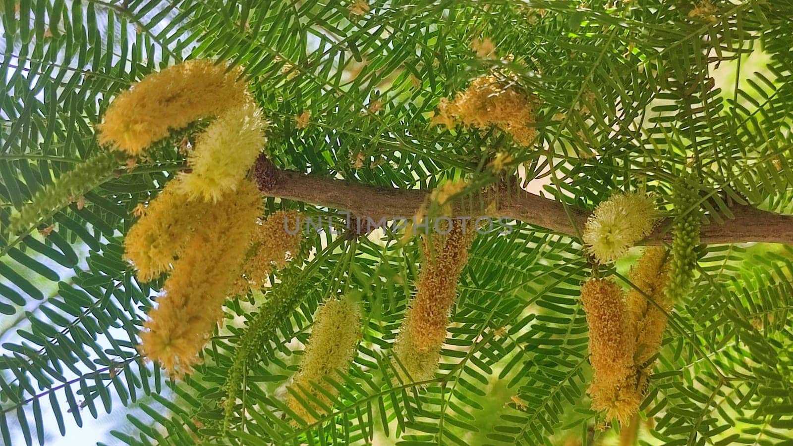 green leaves of a tree with yellow flowers, spring summer, botany, nature Asia. High quality photo