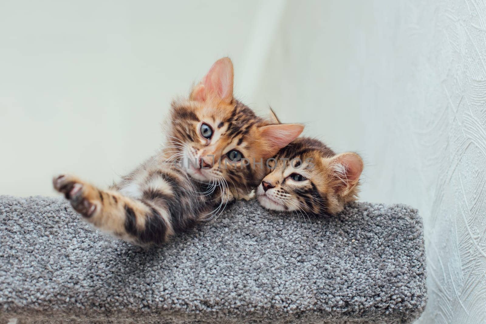 Young cute bengal kitten laying on a soft cat's shelf of a cat's house. by Smile19