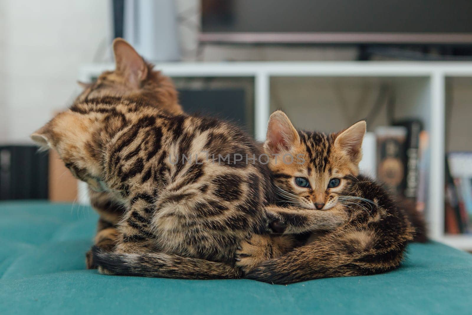 Bengal kittens sitting on the sofa in the house by Smile19