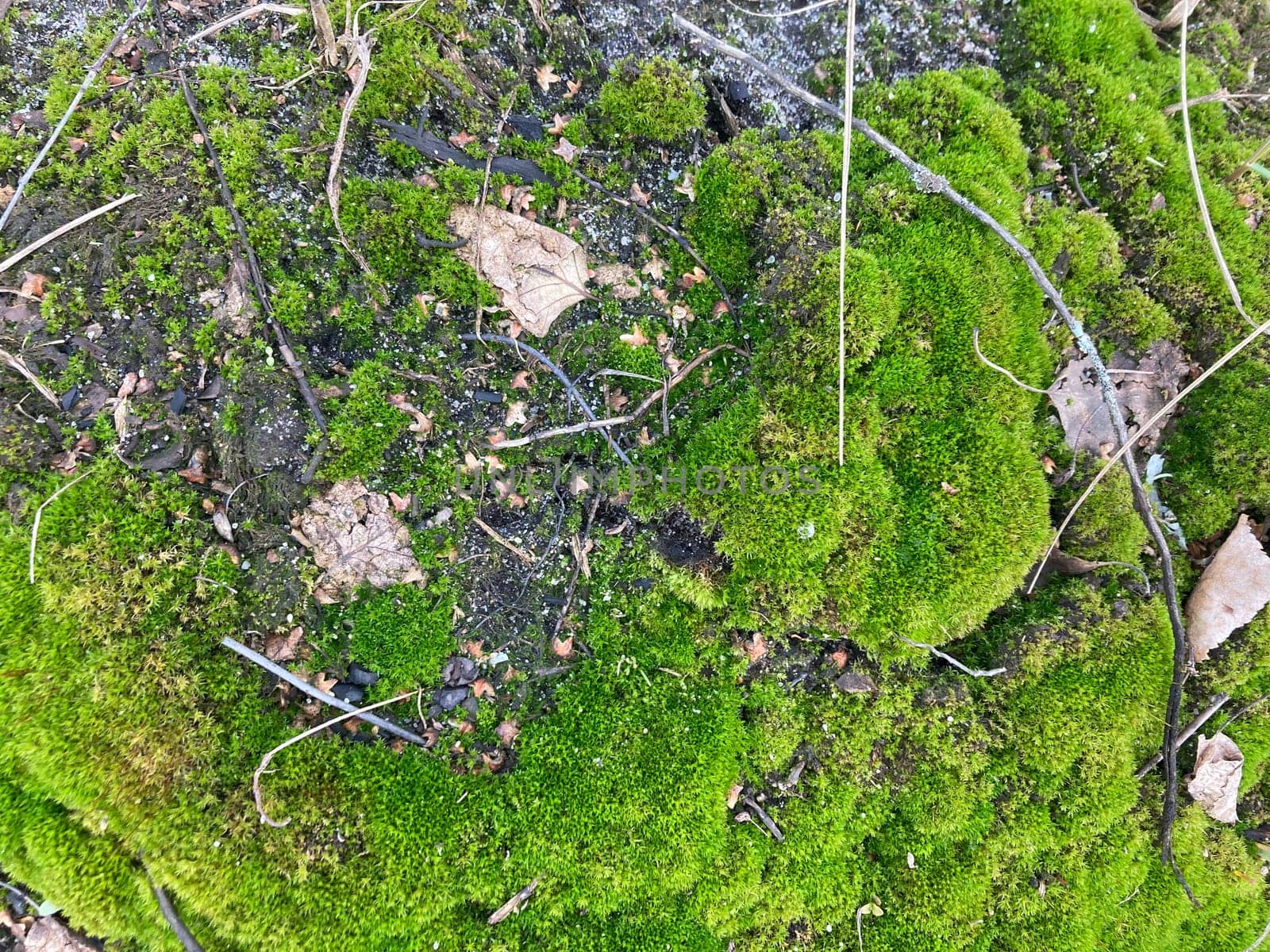 Green moss grew on the ground in the forest by architectphd