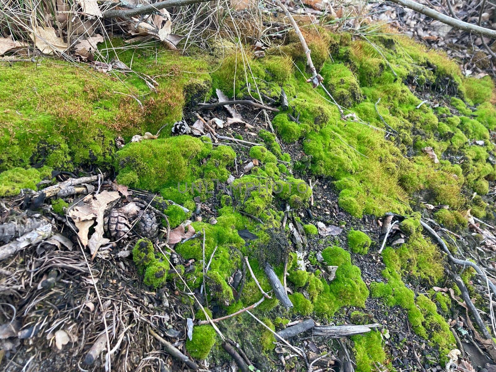 Green moss grew on the ground in the forest by architectphd