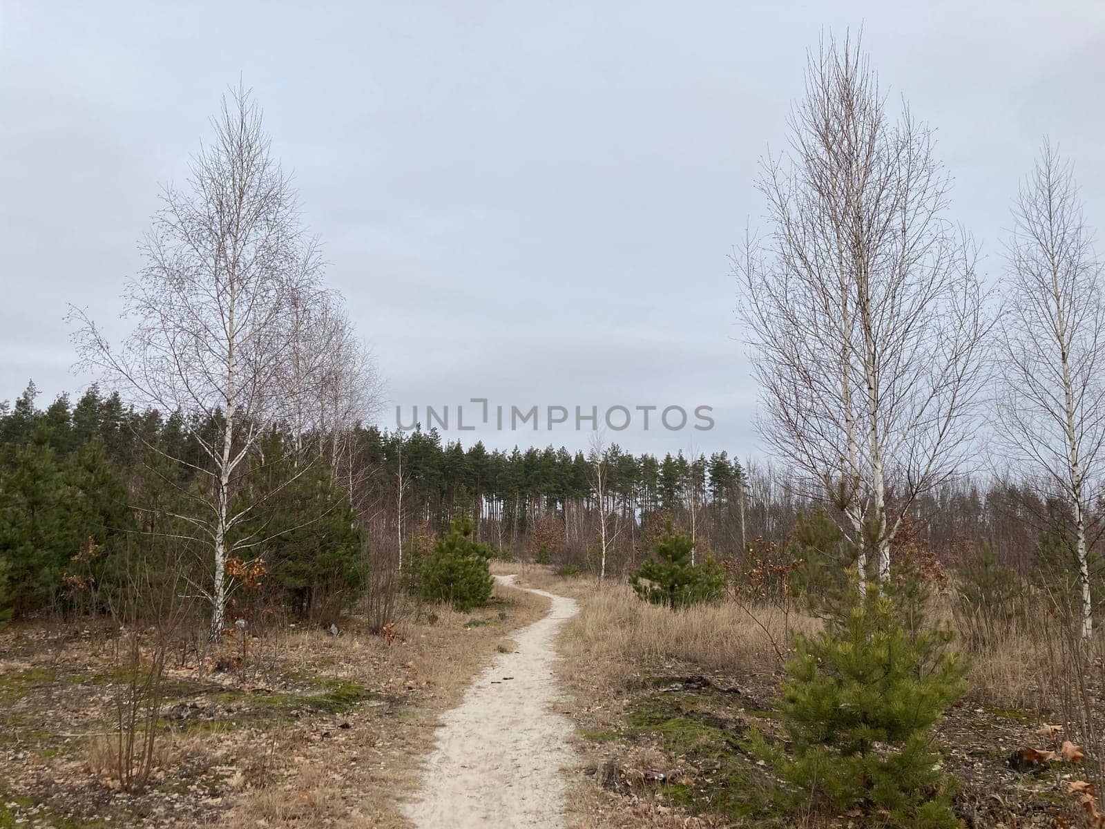 Young forest before the a spring