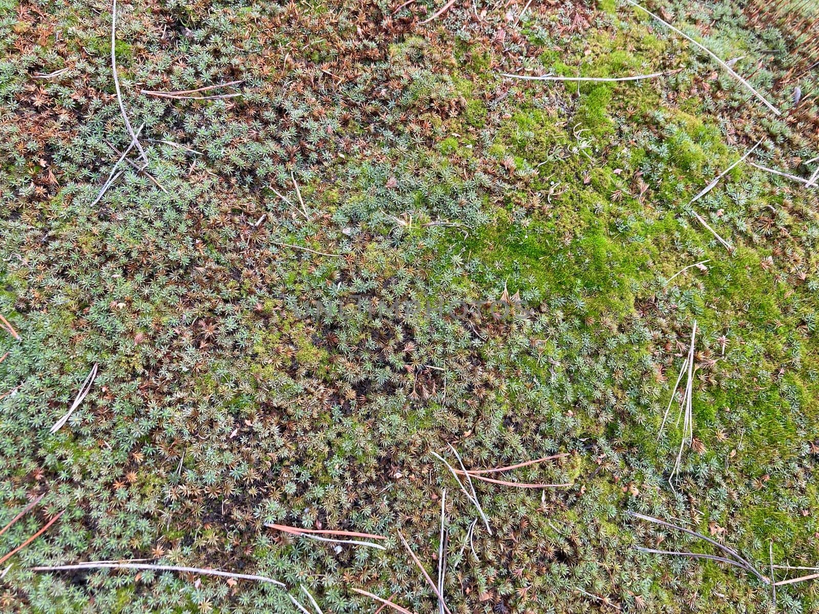 Green moss grew on the ground in a  the forest