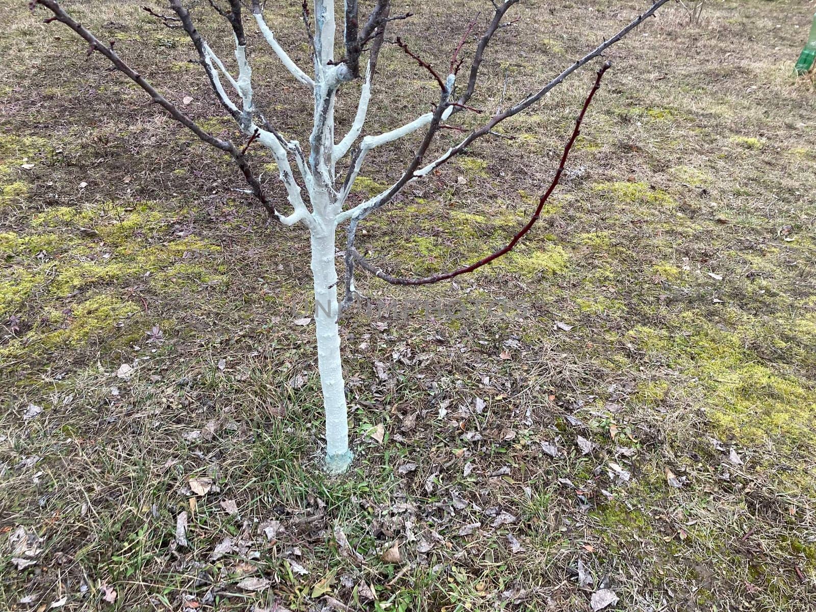 Painting tree trunks with a the protective mixture