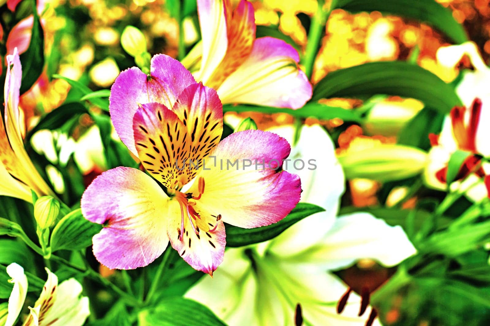 Nice summer blooming yellow pink lilies in light garden by jovani68