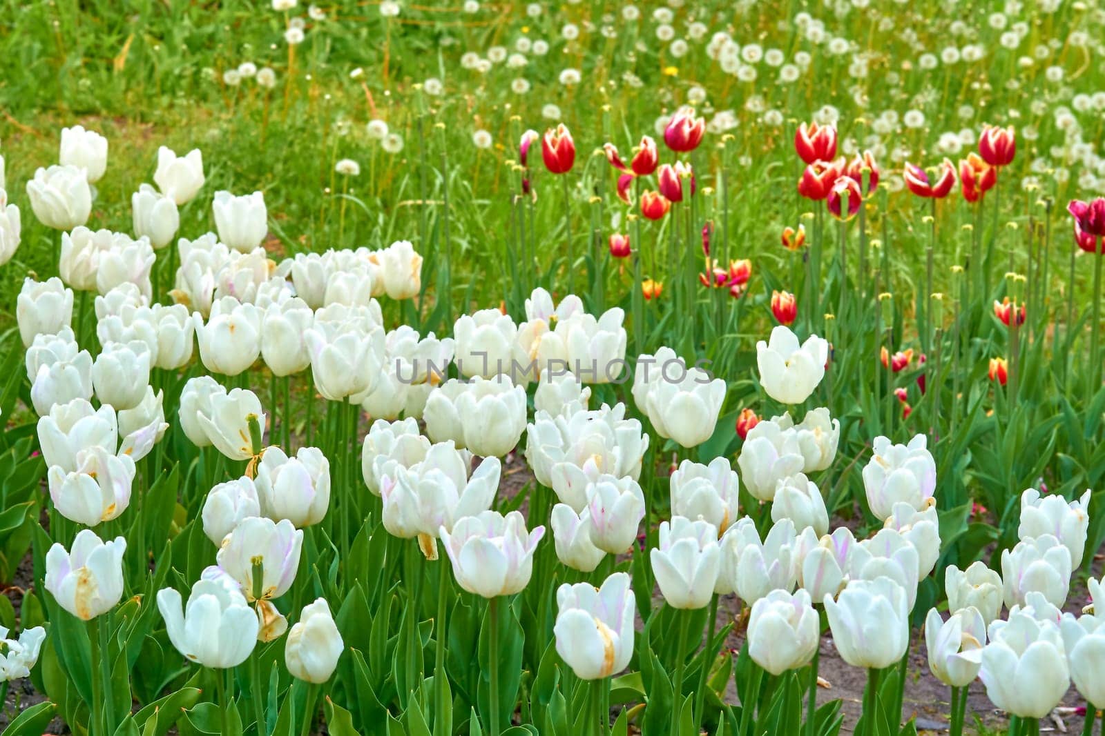 White pink delicate tulips, red flowers on a green lawn, plantations by jovani68