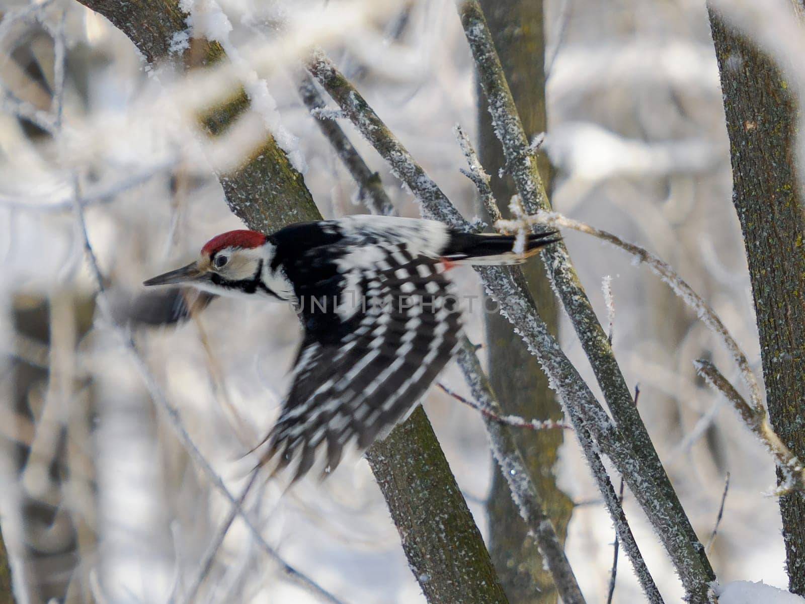 Flying Great Spotted Woodpecker in winter forest. Male Great Spotted Woodpecker in flight in wildlife nature.
