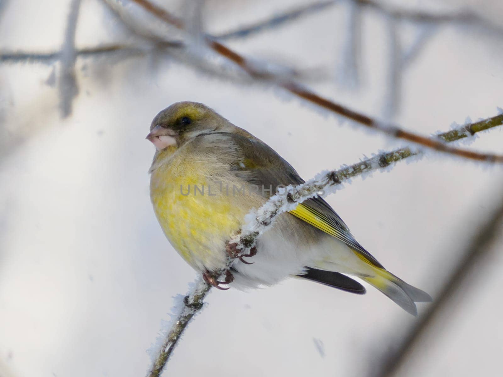 European Greenfinch ( Carduelis chloris ) resting on frosty branch. Male of European Greenfinch in winter nature.