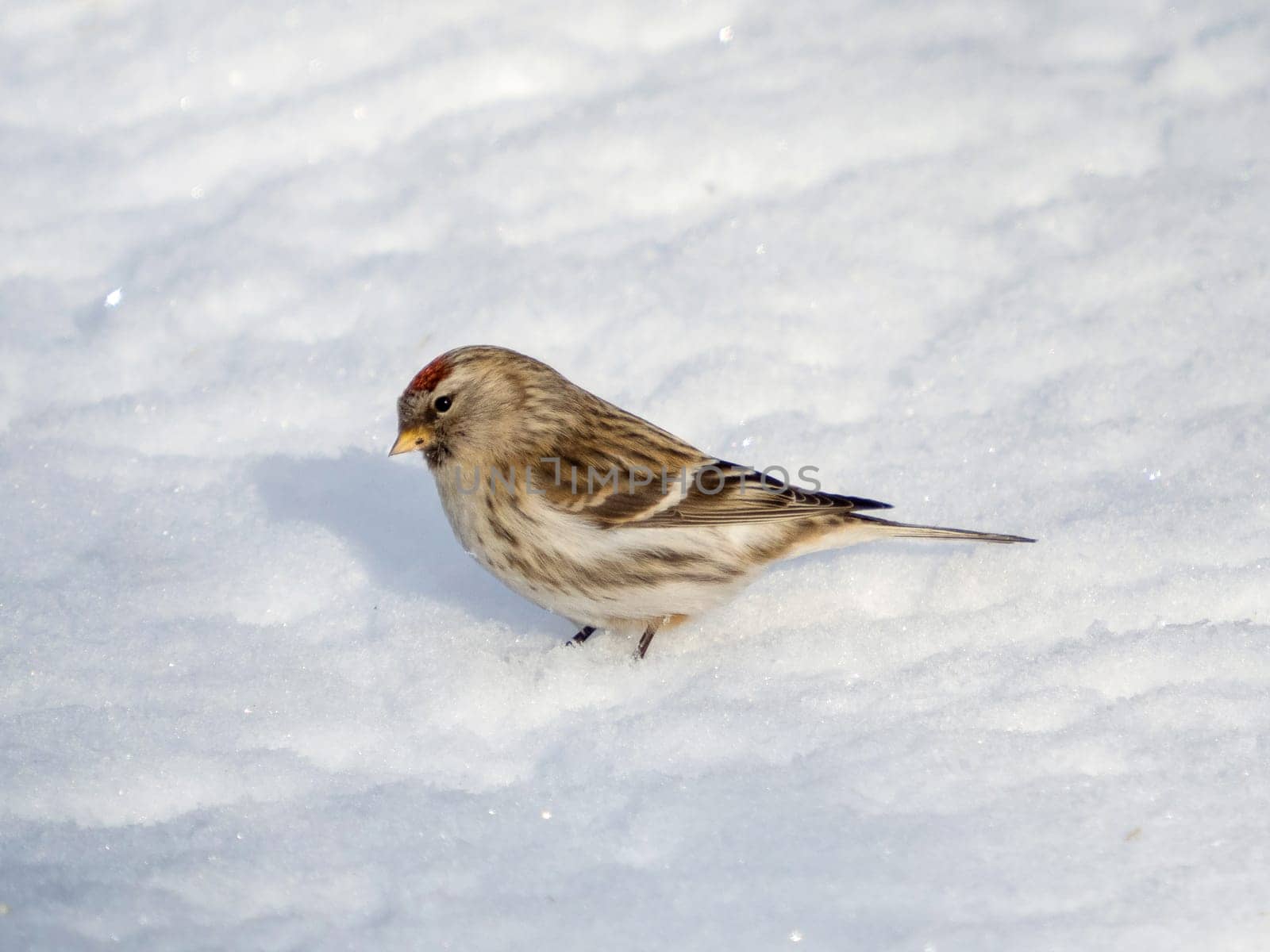 Common redpoll (Acanthis flammea) in its natural environment. Female of Common redpoll or Acanthis flammea on white snow background in sunny daylight