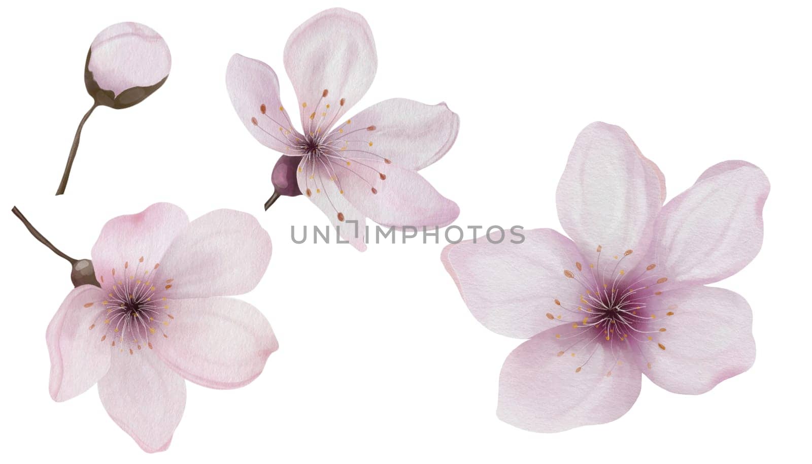 Watercolor set of cherry flowers. Blooming branch of pink sakura flowers in spring. Hand drawn watercolor drawing on isolated white background. Clip art botanical illustration. For designing greeting cards and wedding invitations. High quality photo. High quality illustration