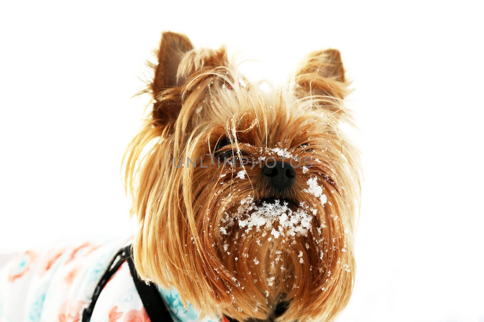 Dog In Snow by kvkirillov