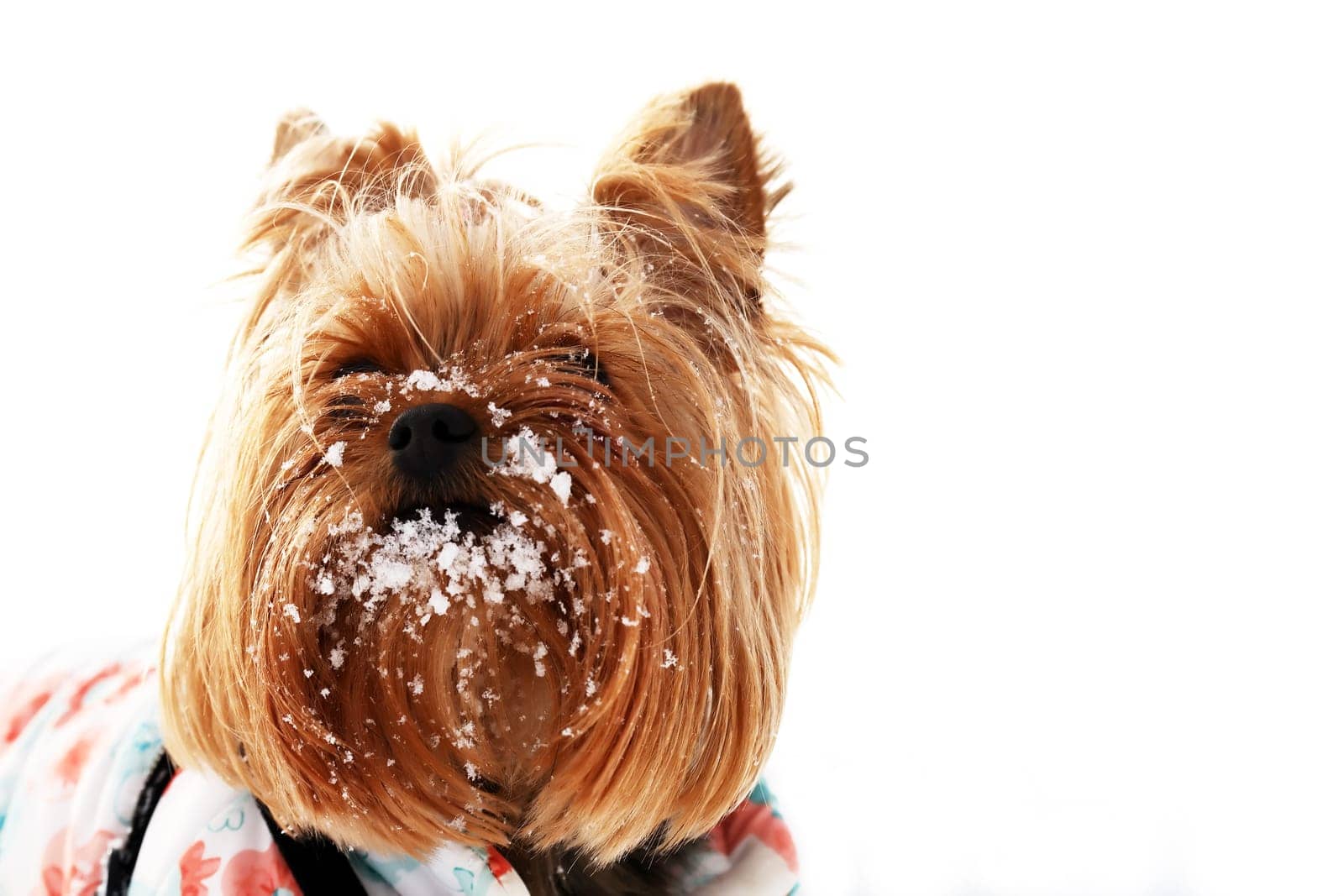 Small funny Yorkshire Terrier with snow on its face