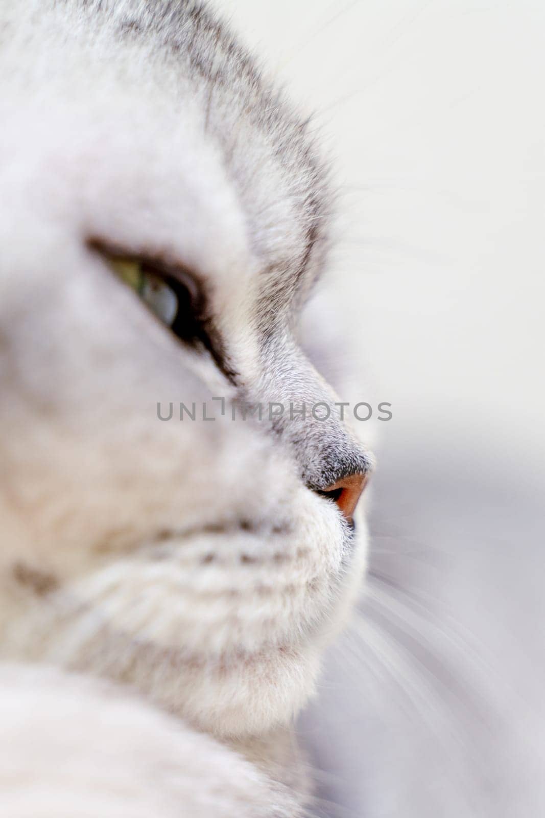 Close-up of a cat's muzzle. Scottish cat with green eyes
