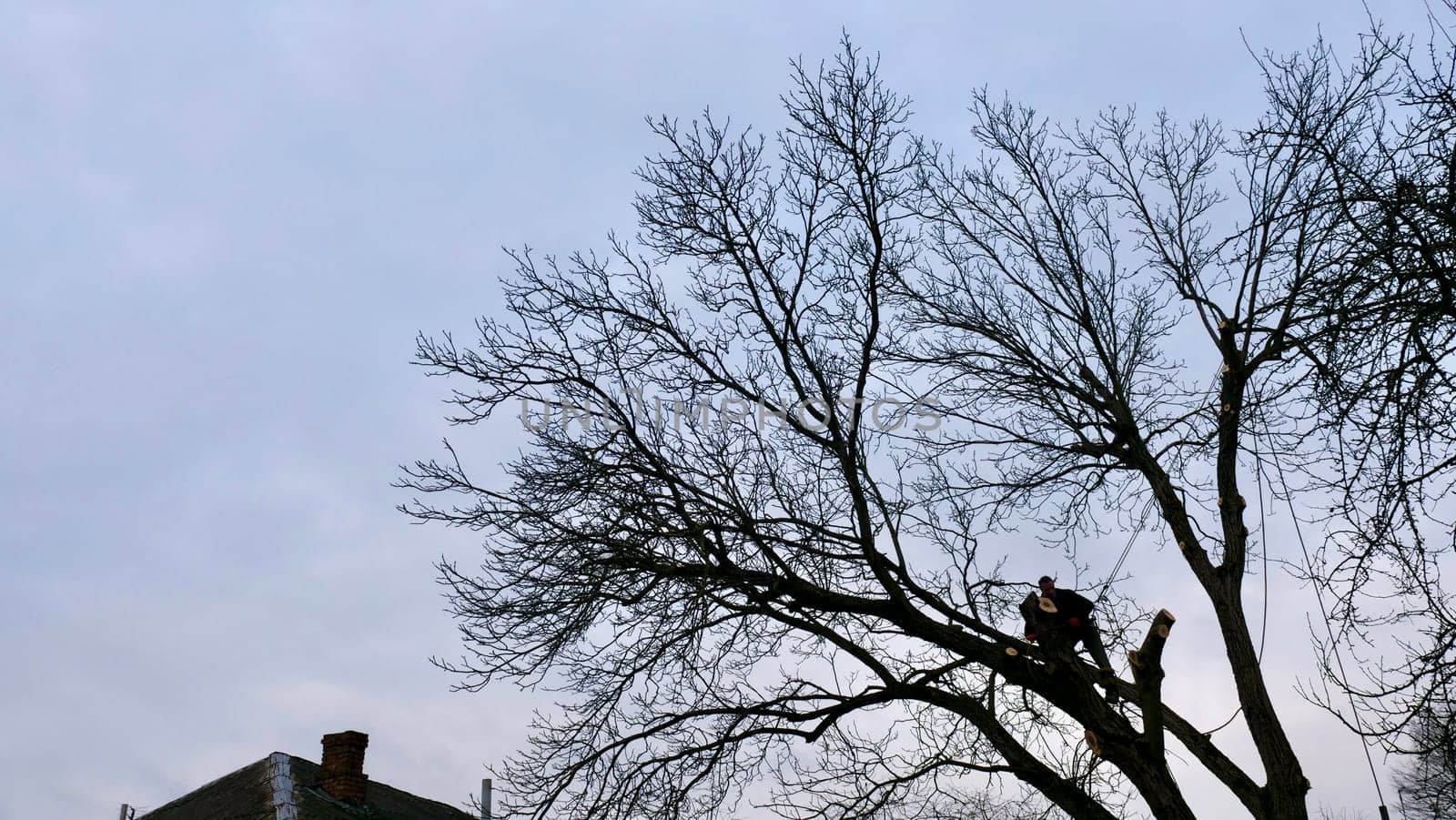 An arborist cuts a tree with a chainsaw in winter by OksanaFedorchuk