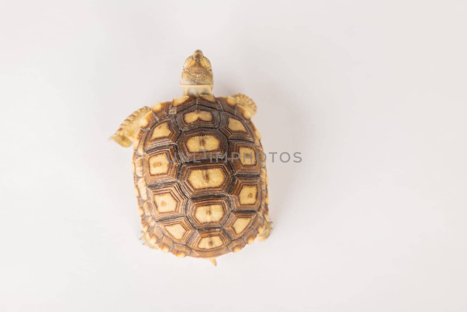 African spurred tortoise, or sulcata tortoise, is showcased in this isolated portrait, emphasizing the beauty of its unique design against a white background. by Sorapop