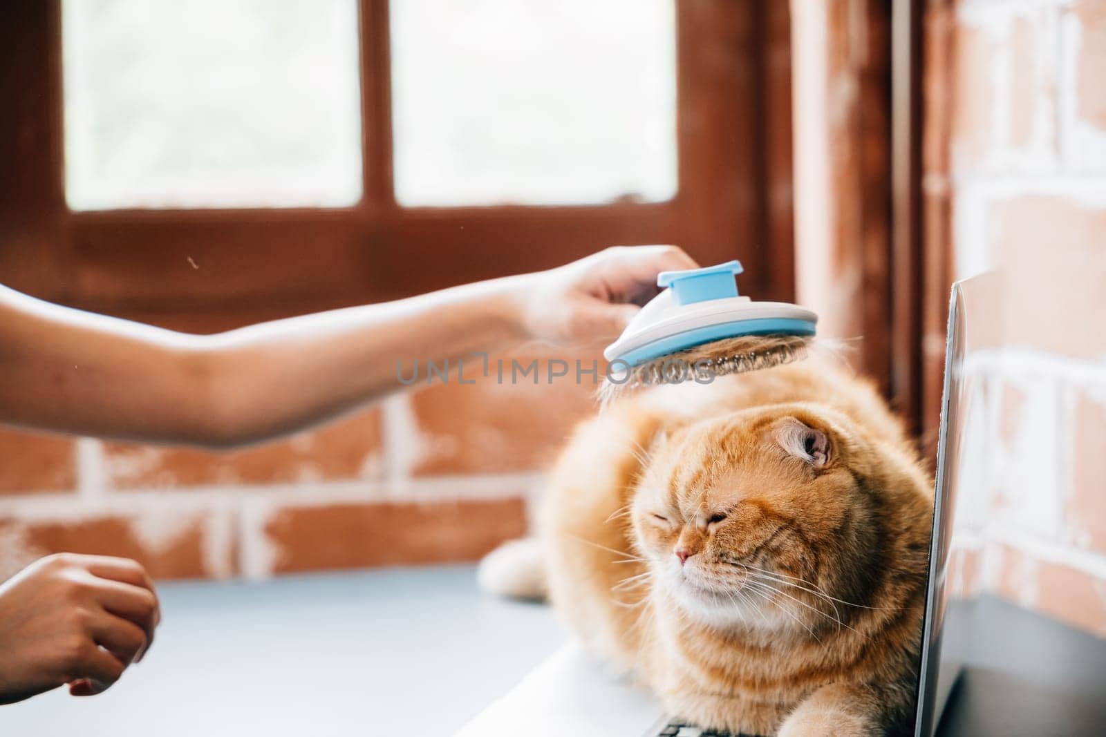 Owner's care, A woman enjoys grooming her Scottish Fold cat, who dreams peacefully during the grooming session. Their bond is evident in this relaxed and enjoyable scene. Pat love routine by Sorapop