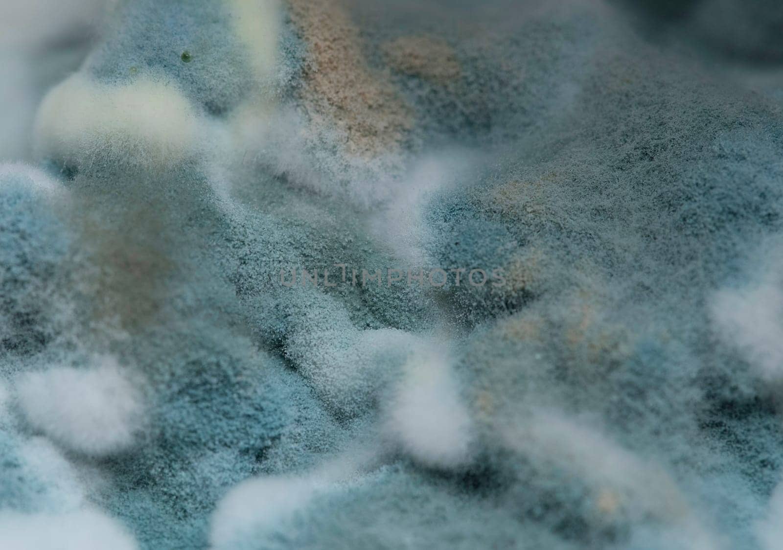 Texture of blue mold, close-up. Photography through microscope