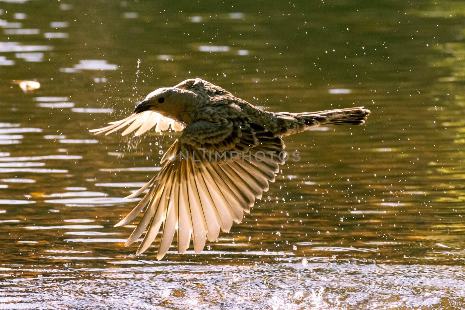 The great bowerbird, Chlamydera nuchalis, is a common and conspicuous resident of northern Australia, captured midflight with wing feathers outstretched above a lake in a small gorge.
