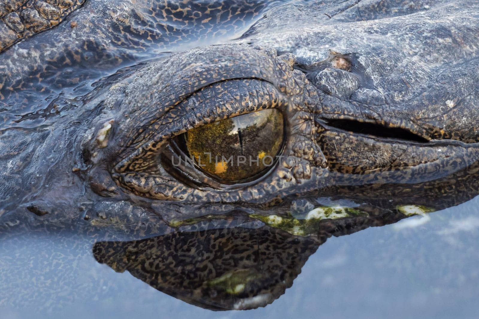 Portrait shot of a wild freshie croc in the water, with a focus on its wet scales and eye with reflection in water.