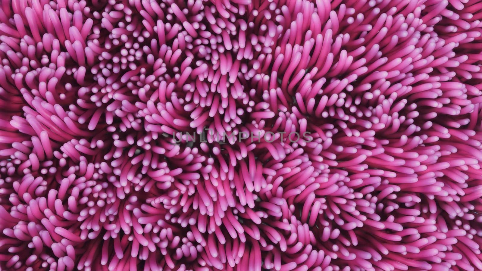 3d render of pink algae anemones swaying underwater by studiodav