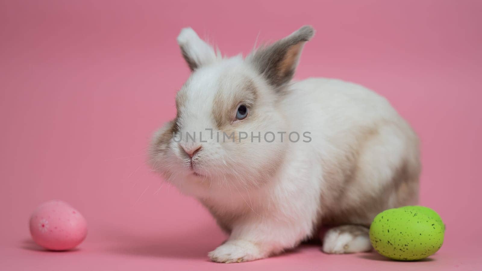 Easter Bunny on a pink background with colorful painted eggs