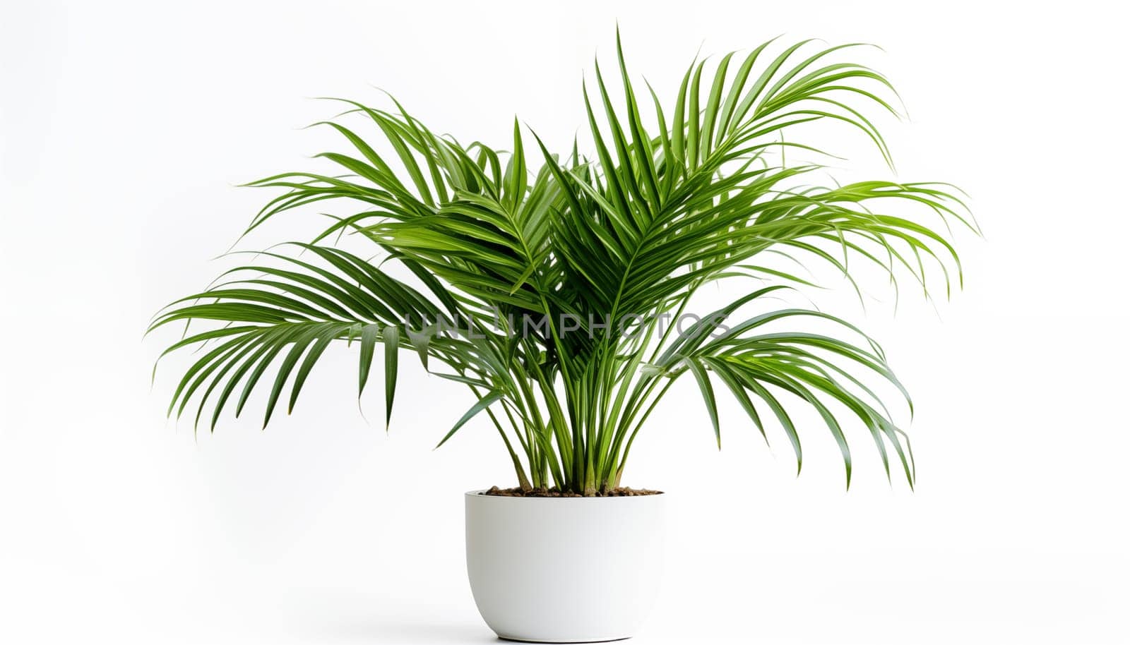 Parlor Palm, isolated, white background. High quality photo