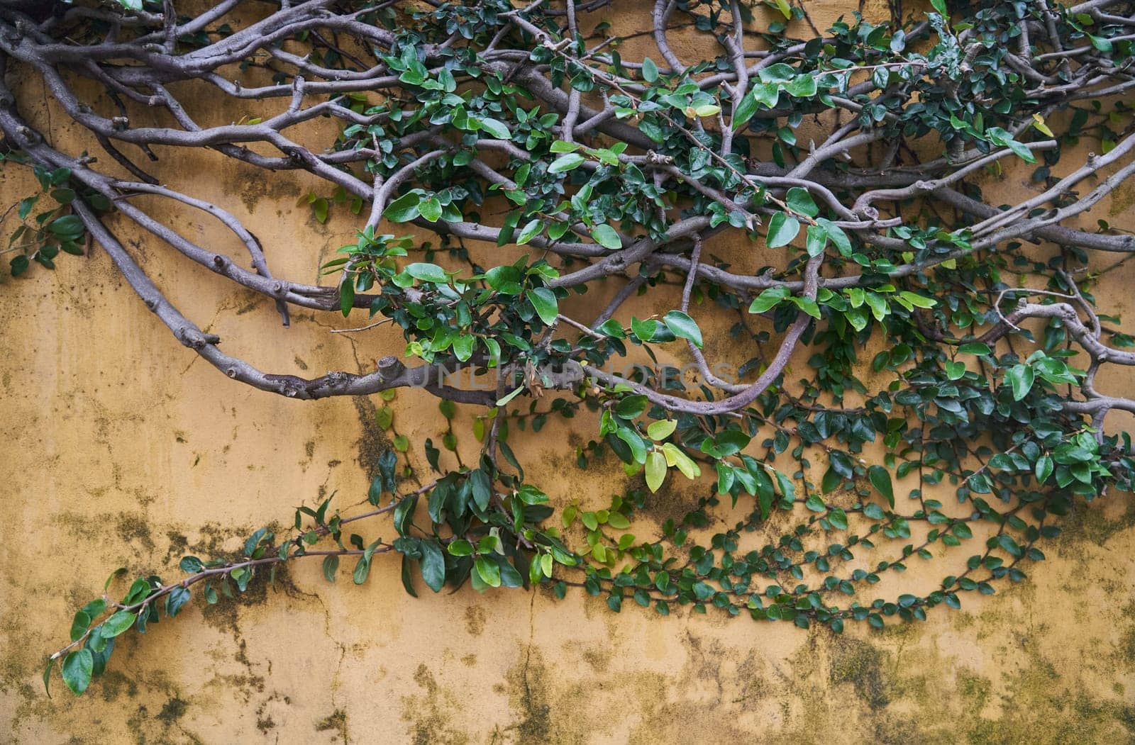 A shrub with numerous leaves is flourishing on a vertical wall by driver-s