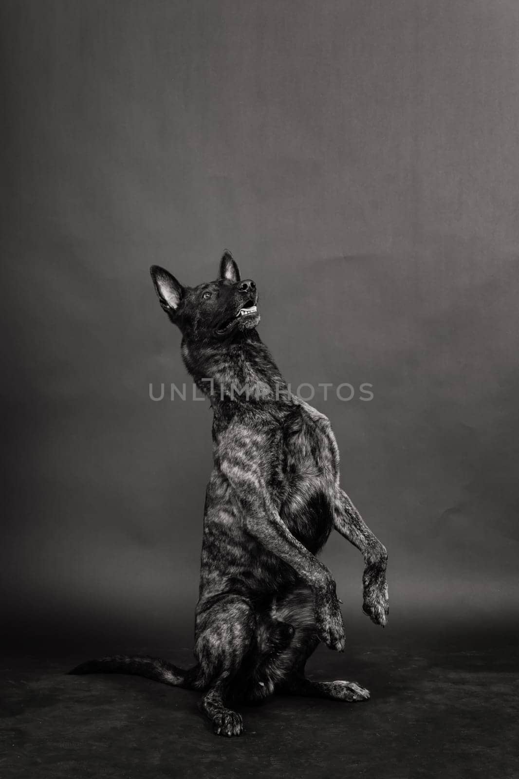 Portrait of an holland shepherd in a studio dark yellow red background by Zelenin