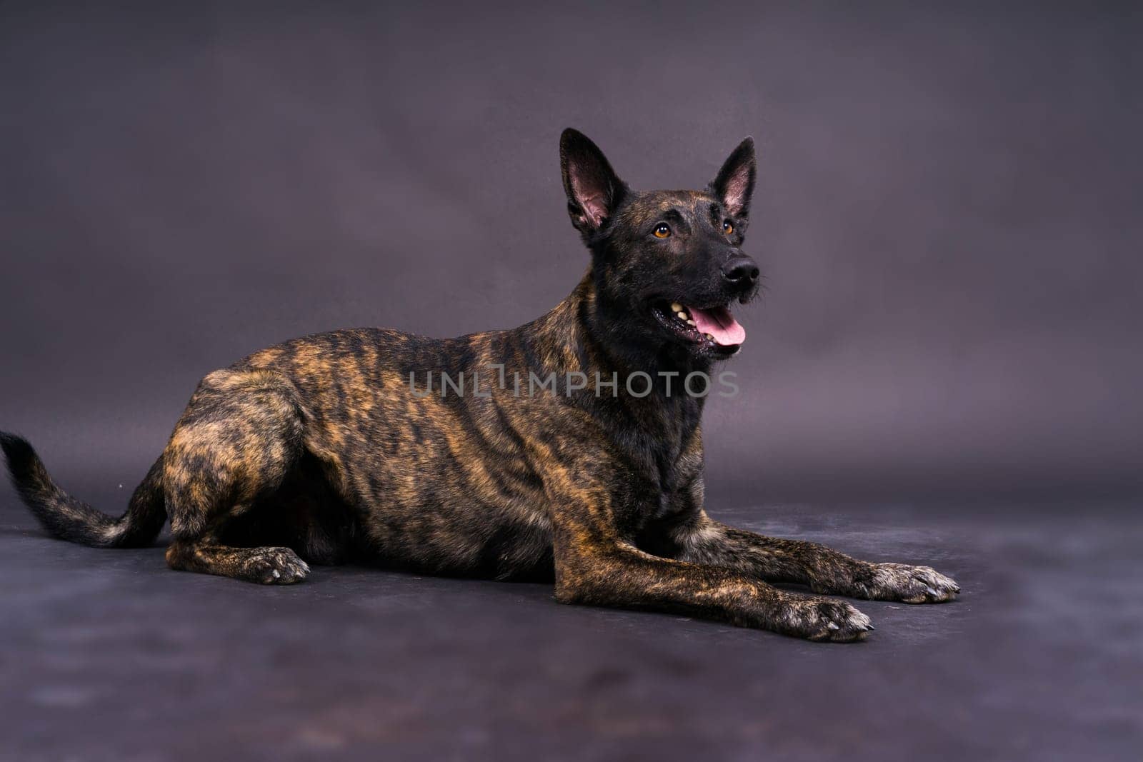 Portrait of a holland shepherd in a studio dark yellow red background