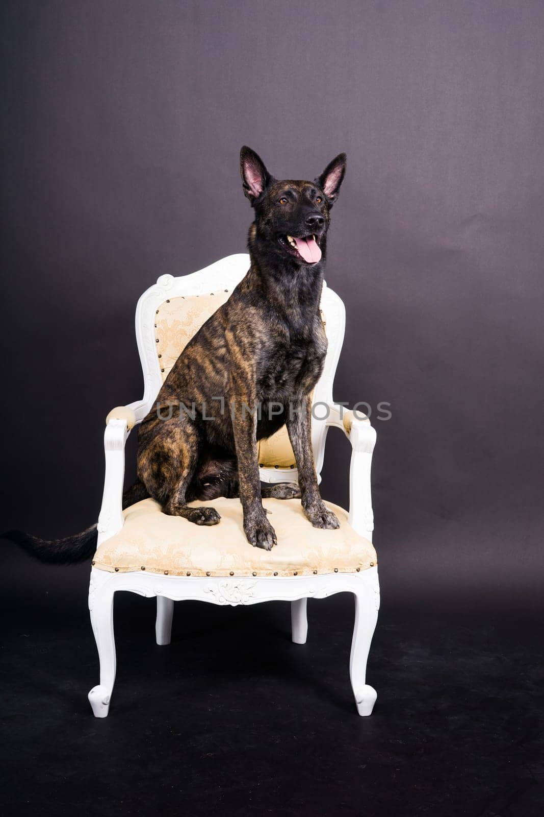 Portrait of an holland shepherd in a studio dark yellow red background by Zelenin