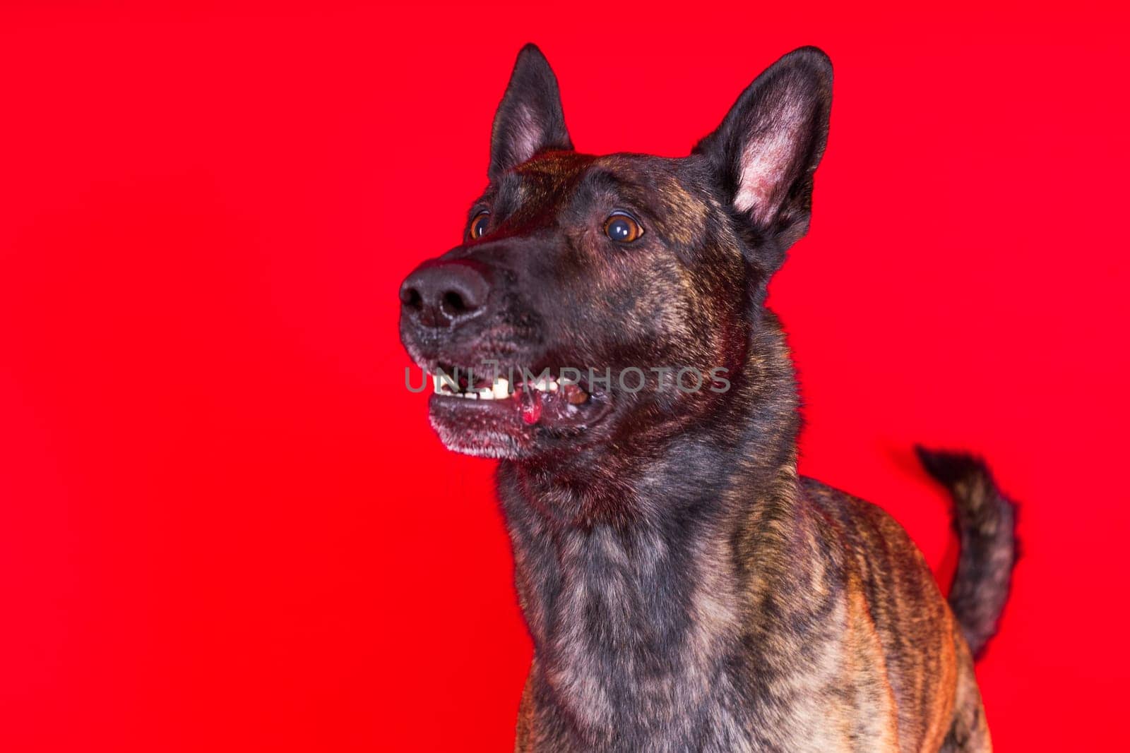 Portrait of an holland shepherd in a studio dark yellow red background by Zelenin