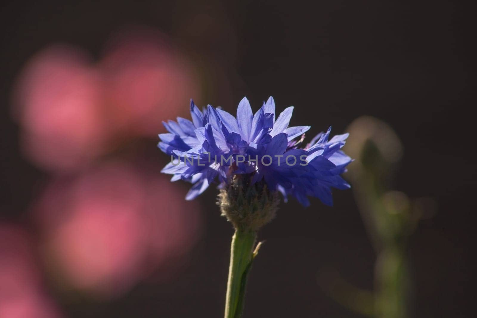 Lavender flower(Lavandula officinalis) 6829 by kobus_peche