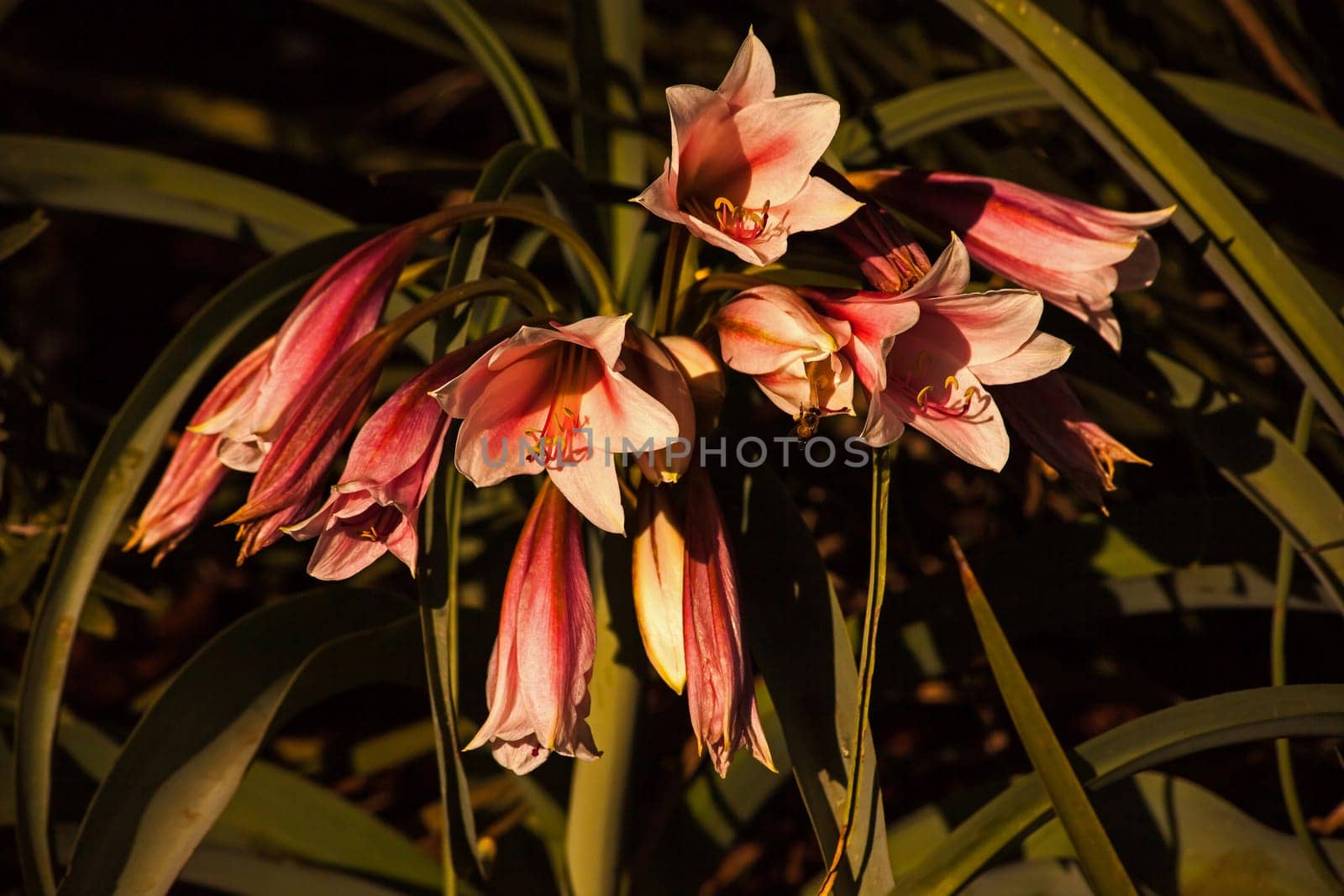 The Orange River lily, also known as the Vaal River lily, (Crinum bulbispermum) naturally occur on the floodplains of rivers in the highveld region of South Africa