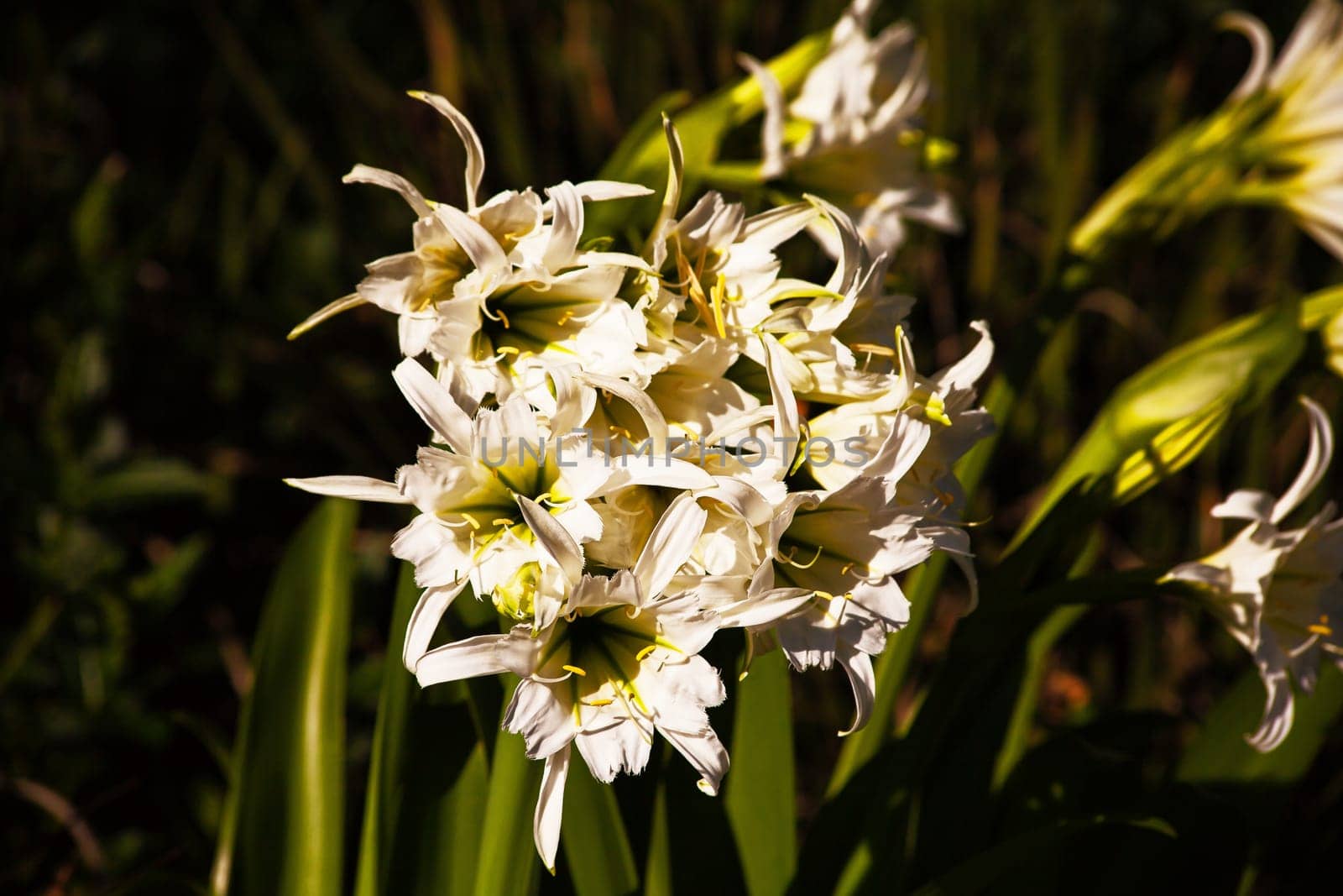 White Spider Lilly (Hymenocallis) 16090 by kobus_peche