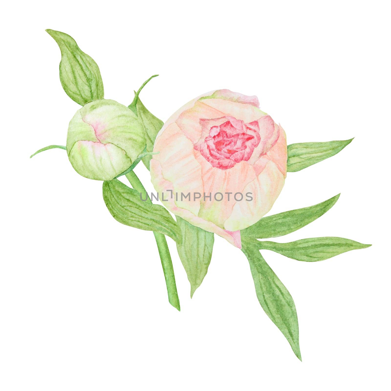 Peach peony bouquet watercolor hand drawn painting. Chinese national symbol illustration. Realistic flower clipart, floral arrangement for card design, wedding invitation, prints, textile, packing by florainlove_art
