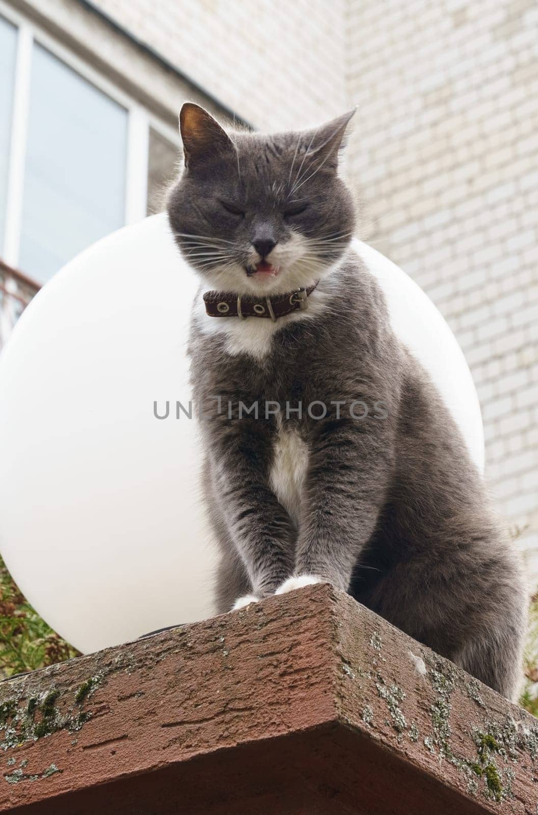 A gray-white cat sits on a fence near a lantern and looks down with wary eyes. The cat feels comfortable at a high vantage point, observing the surroundings below. Vertical frame