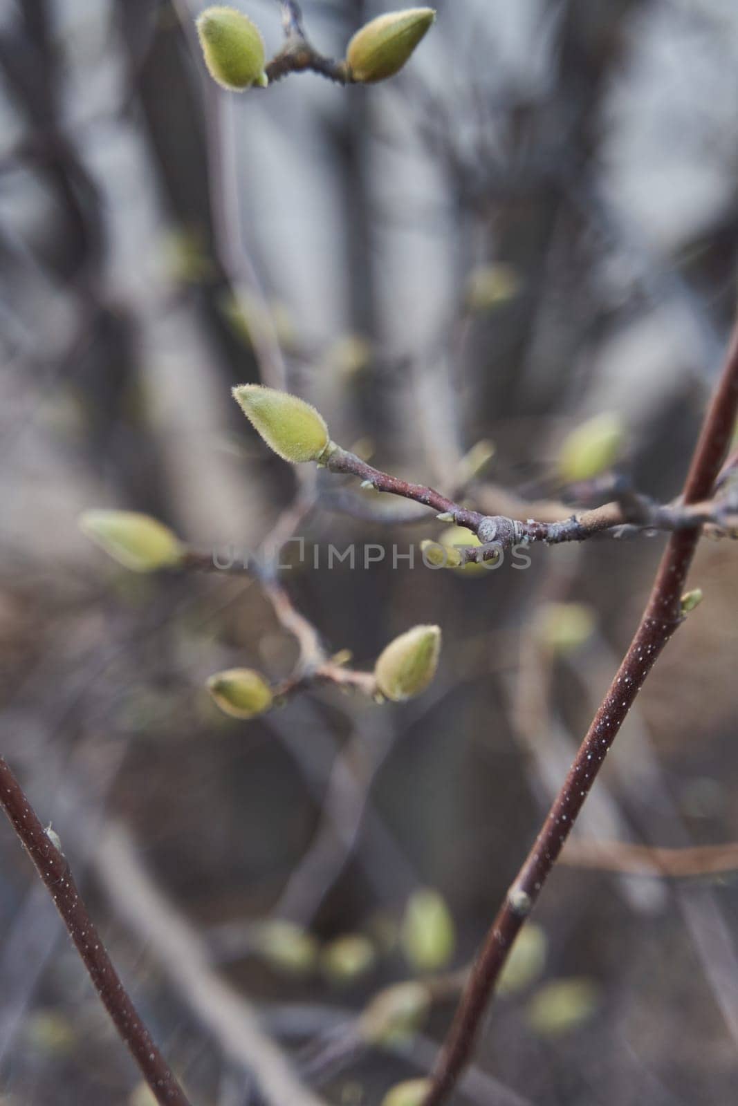 A detailed shot of a tree twig with emerging buds, showcasing the beauty of a terrestrial plants growth process