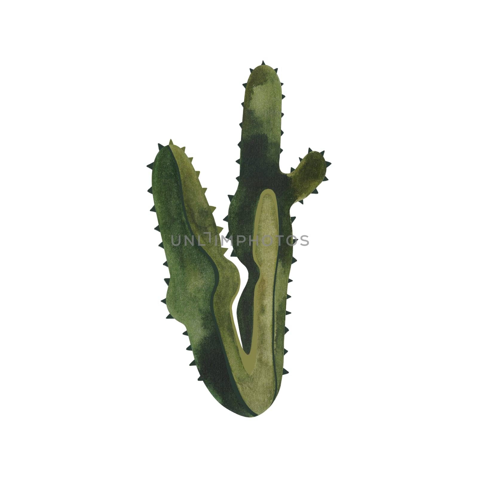 Cactus. Plants for the home. Floriculture. Desert flora. Isolated watercolor illustration on white background. Clipart