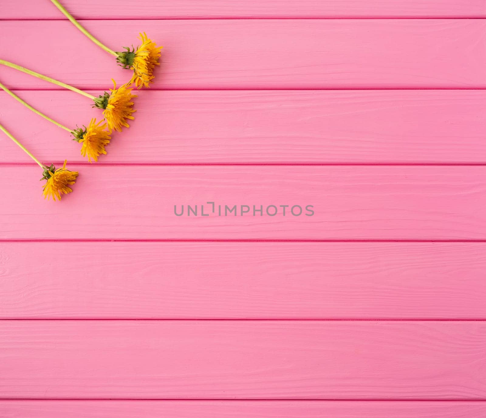 Summer abstract background mockup flowers borders frames yellow dandelions by AndriiDrachuk